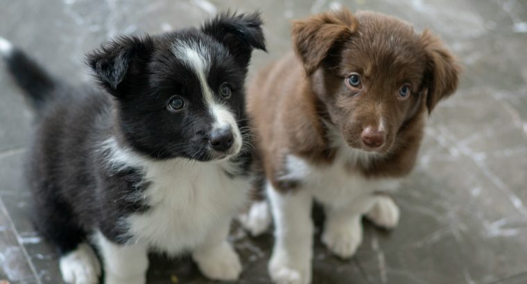 Puppy Desensitization and Counterconditioning