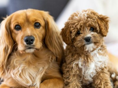 Popular Dog Breeds for Sale in Australia