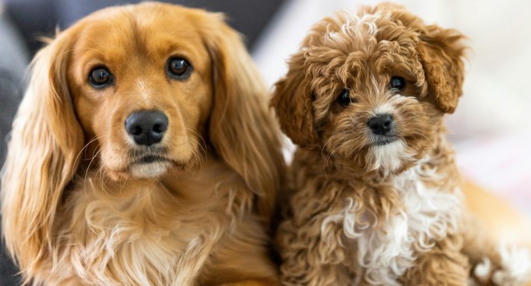 Popular Dog Breeds for Sale in Australia