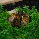 cats hiding in grass