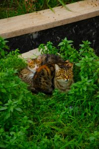 cats hiding in grass