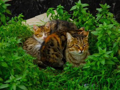 Popular Cat Breeds for Sale in Australia