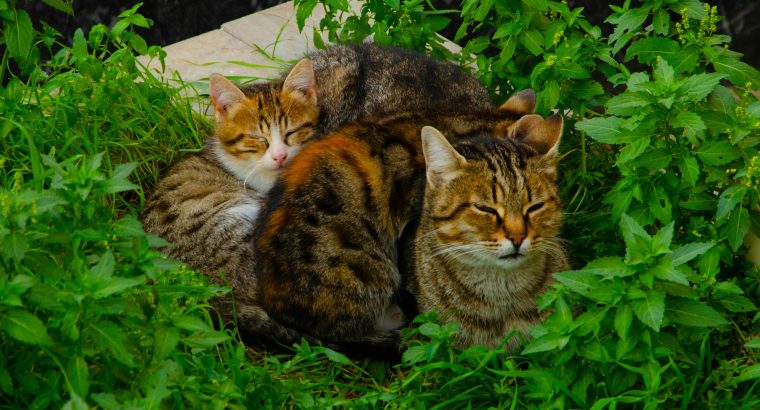 Popular Cat Breeds for Sale in Australia