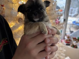 Dogs – Silver Sands