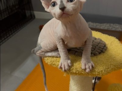 Sphynx – Baulkham Hills