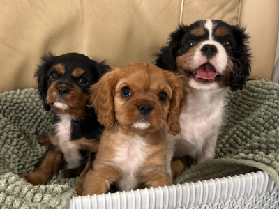 Cavalier King Charles Spaniel – Dubbo