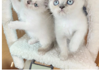 Exotic Shorthair – Jilliby