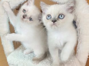 Exotic Shorthair – Jilliby