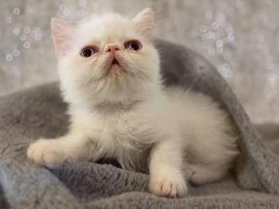 Exotic Shorthair – Jilliby