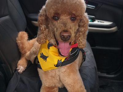Poodle Standard – Tralee