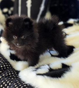 Pomeranian – Adelaide