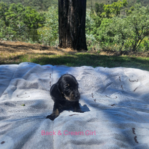 Dachshund – Emerald