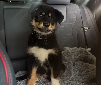 Alaskan Malamute – Werribee