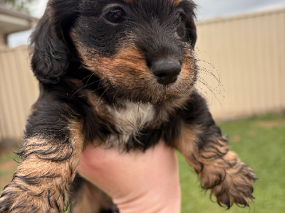 Dachshund – Ipswich
