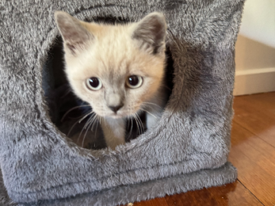 British Shorthair – Oakleigh East