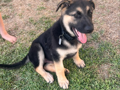 German Shepherd – Bullsbrook