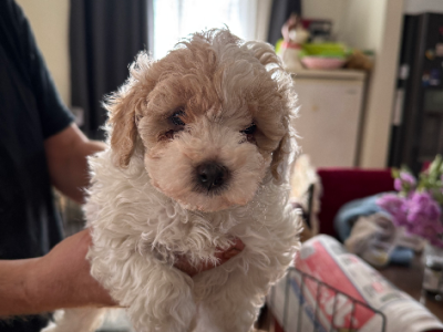 Poodle Mini – Yarroweyah