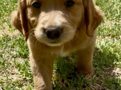 Goldendoodle – Gooloogong