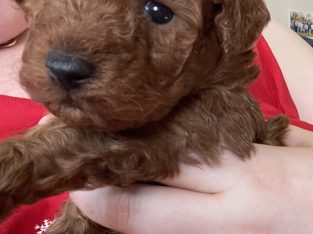 Toy Poodle – Yarra Glen