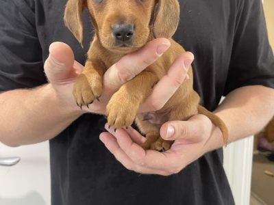 Miniature Dachshund – San Remo