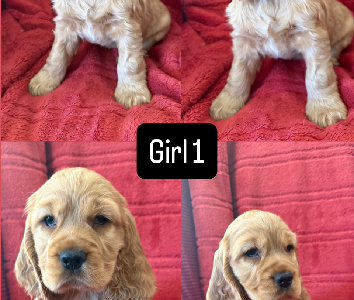 Cocker Spaniel – Baldivis