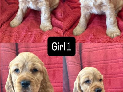 Cocker Spaniel – Baldivis