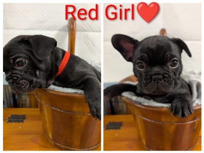 French Bulldog – Brisbane