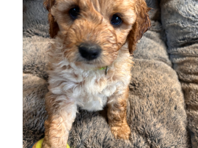 Groodle – karyn rollins