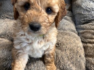 Groodle – karyn rollins