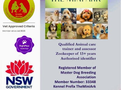 Dachshund – Windsor