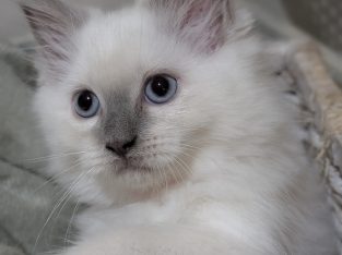 Ragdoll – Crestmead