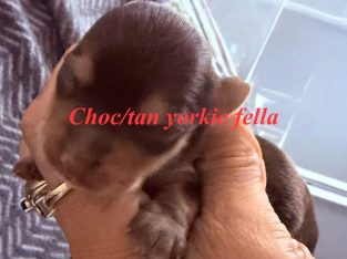 Yorkshire Terrier – Rooty Hill