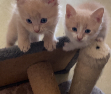 Domestic Medium Hair (DMH) – Cranebrook