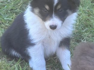 Border Collie – Langwarrin South