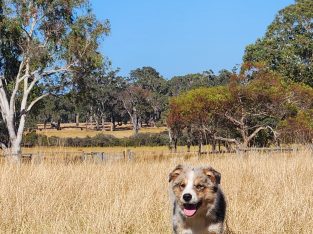 Dogs – Margaret River