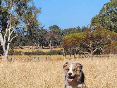 Dogs – Margaret River