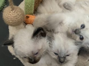 Ragdoll – Yallourn