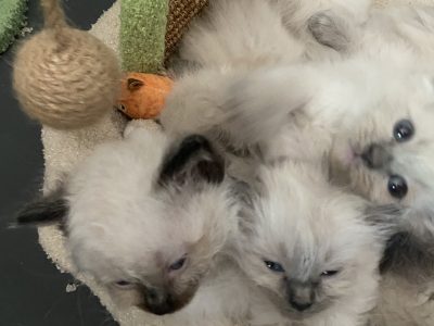 Ragdoll – Yallourn