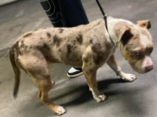 American Bulldog – Villawood