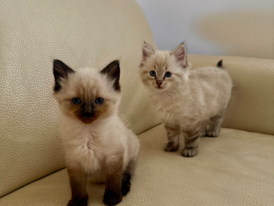 Cats – Indented Head