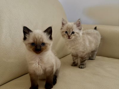 Cats – Indented Head