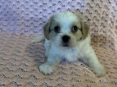 Maltese – Murrumba