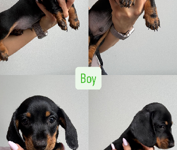 Miniature Dachshund – Oran Park