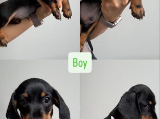 Miniature Dachshund – Oran Park
