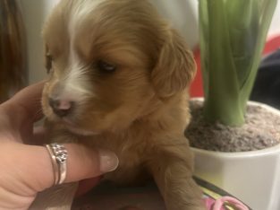 Cavalier King Charles Spaniel – Rockingham