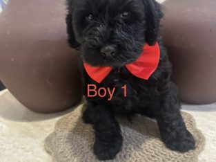 Cavoodle – Greystanes