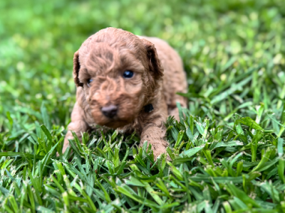 Poodle Mini – Wetherill Park