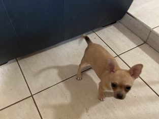 Chihuahua – Albury