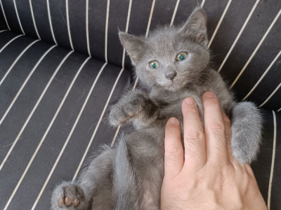 Russian Blue – Sydney