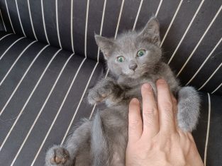 Russian Blue – Sydney